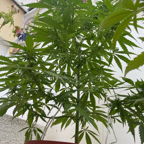 GARITULA growlog timeline photo