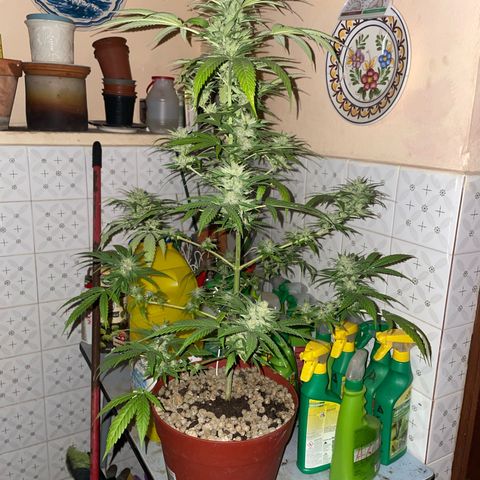 GOYITA growlog timeline photo