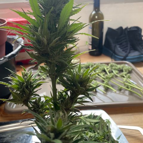 GOYITA growlog timeline photo