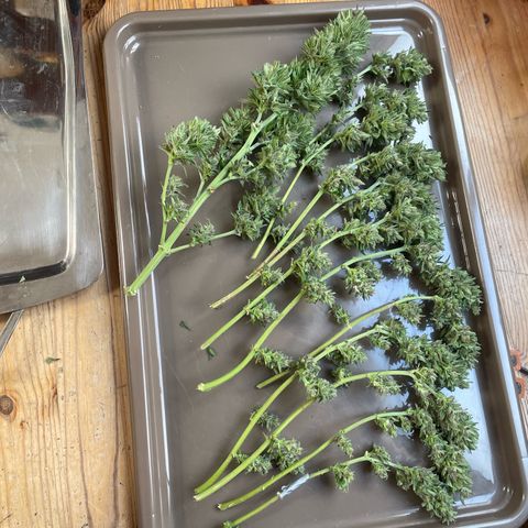GOYITA growlog timeline photo