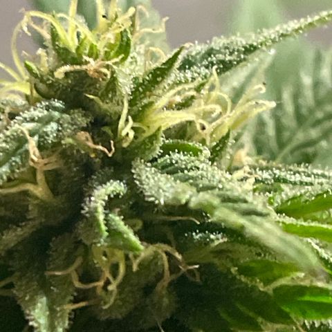 GARITULA growlog timeline photo