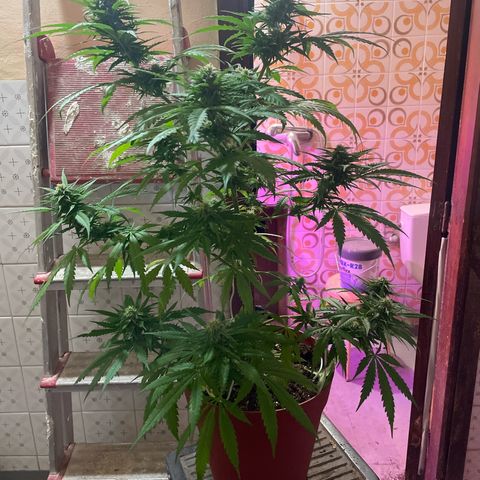 GARITULA growlog timeline photo