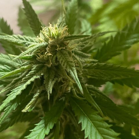 GARITULA growlog timeline photo