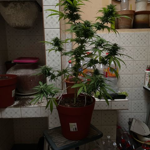 GARITULA growlog timeline photo