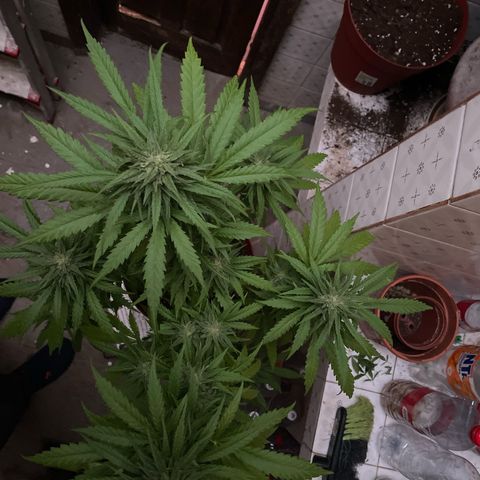 GARITULA growlog timeline photo