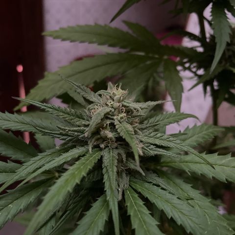 GARITULA growlog timeline photo