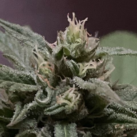 GARITULA growlog timeline photo