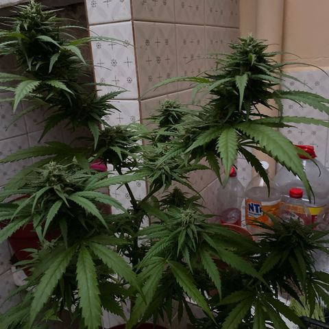GARITULA growlog timeline photo