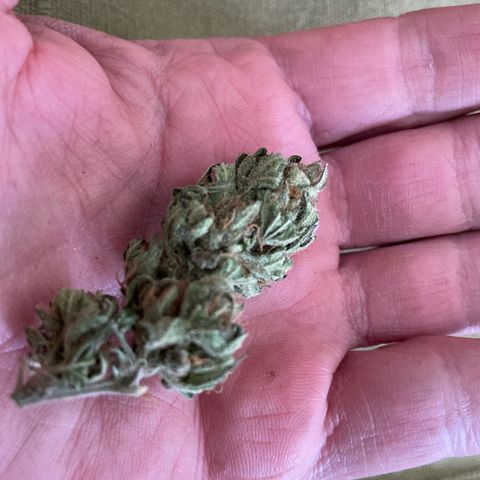 GOYITA growlog timeline photo