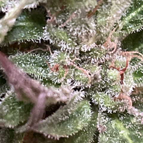 Esquejita 1, 2 y 3 growlog timeline photo