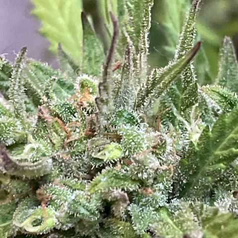 Esquejita 1, 2 y 3 growlog timeline photo