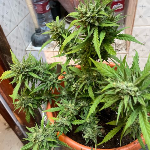 Esquejita 1, 2 y 3 growlog timeline photo