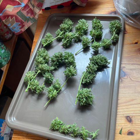 Esquejita 1, 2 y 3 growlog timeline photo