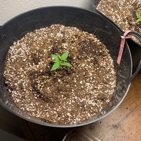 Purple punch auto from seedsmans.  growlog photo: Slowly but surely 