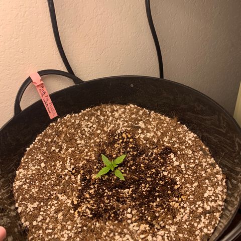 Sour diesel auto seedsmans.  growlog photo: Slowly but surly! 