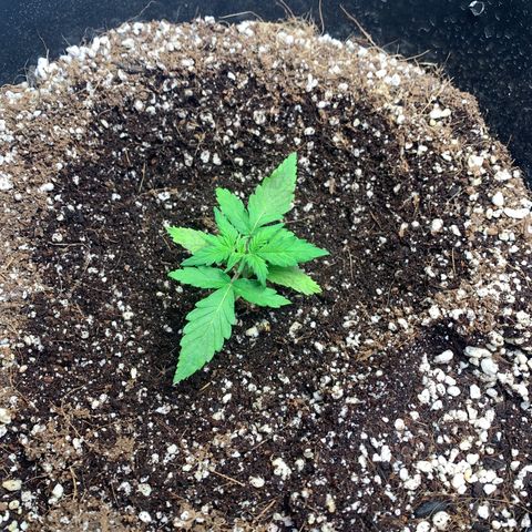 Sour diesel auto seedsmans.  growlog photo: Needed a cal mag boost. Received 3/19 looking much better under the WG-1000 and using elevation organic nutrients. 