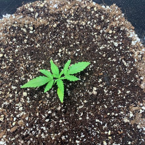 Purple punch auto from seedsmans.  growlog photo: Slight struggle with being in need of cal mag. Problem corrected 3/19 on the up and up under the WG-1000 using Elevation Organic nutrients. 