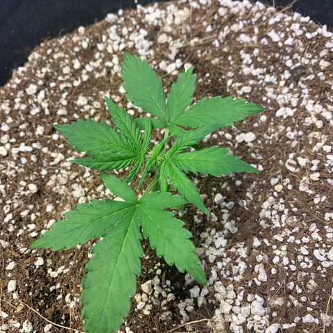Sour diesel auto seedsmans.  growlog timeline photo