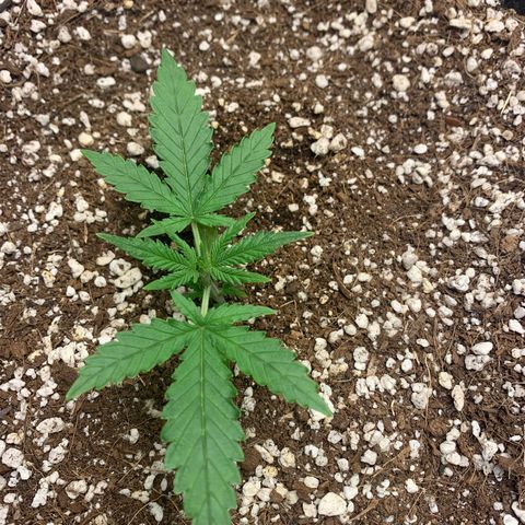 Purple punch auto from seedsmans.  growlog timeline photo