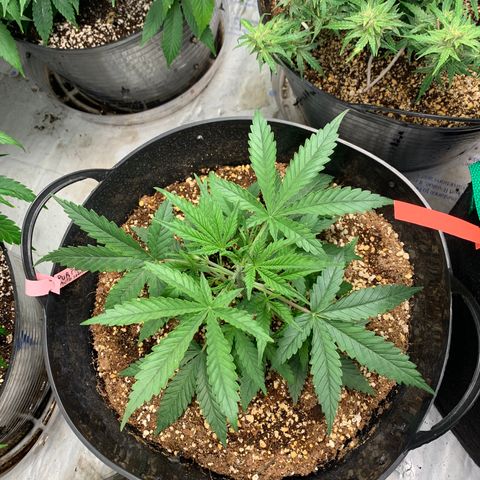 Purple punch auto from seedsmans.  growlog photo: Wow 1mo old 
