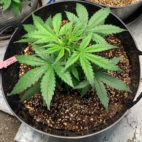 Sour diesel auto seedsmans.  growlog timeline photo