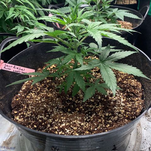 Sour diesel auto seedsmans.  growlog timeline photo