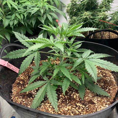 Purple punch auto from seedsmans.  growlog timeline photo