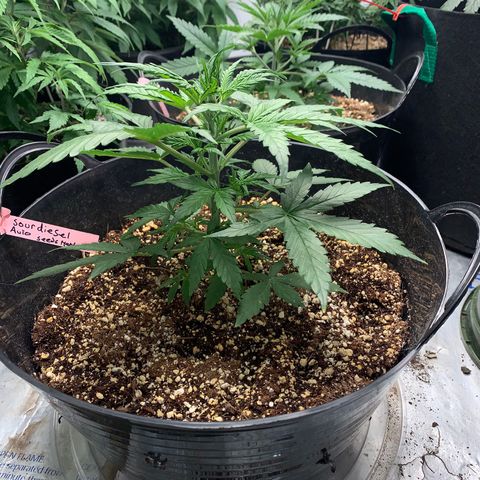 Sour diesel auto seedsmans.  growlog timeline photo