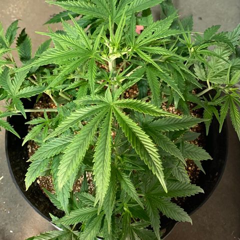 Purple punch auto from seedsmans.  growlog photo: Cruising 