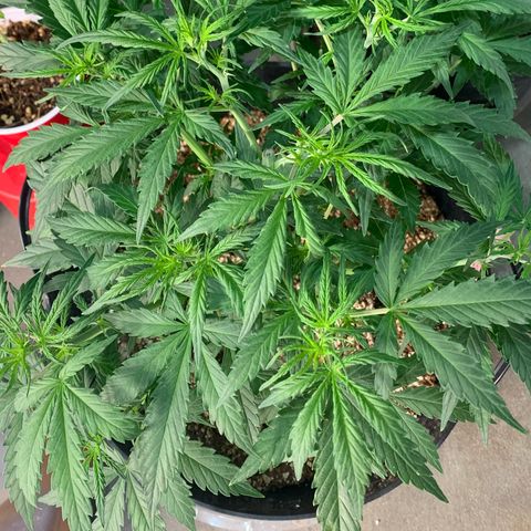 Sour diesel auto seedsmans.  growlog photo: Cruising 