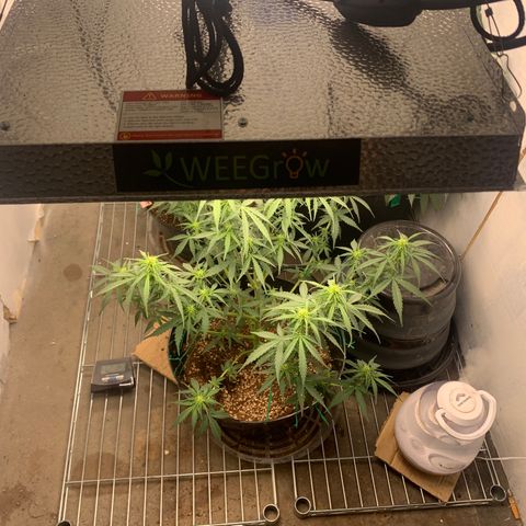 Sour diesel auto seedsmans.  growlog timeline photo