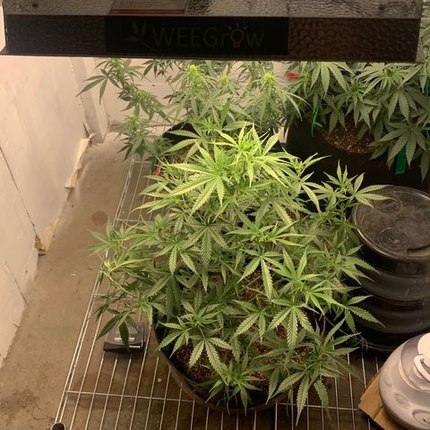 Purple punch auto from seedsmans.  growlog timeline photo