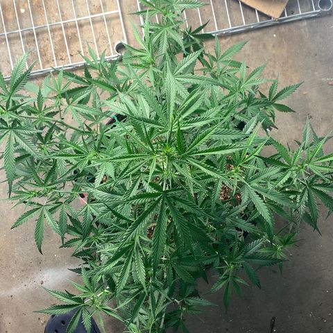 Purple punch auto from seedsmans.  growlog timeline photo