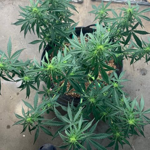 Sour diesel auto seedsmans.  growlog timeline photo