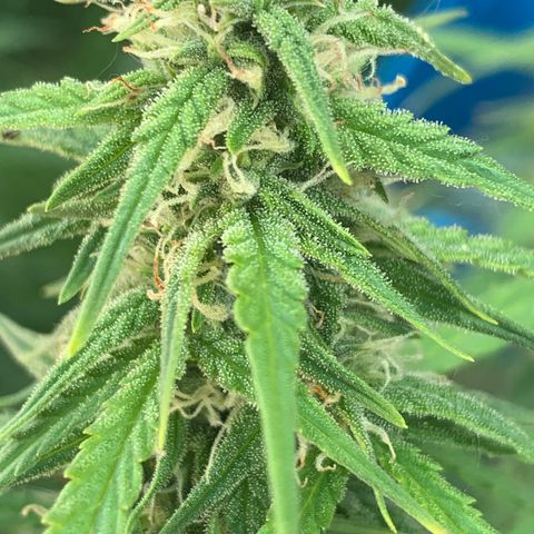 Sour diesel auto seedsmans.  growlog timeline photo