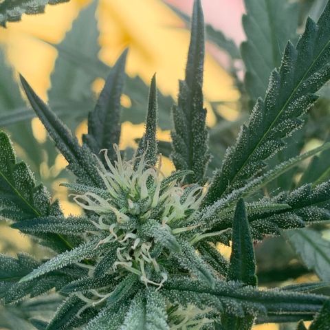 Purple punch auto from seedsmans.  growlog timeline photo