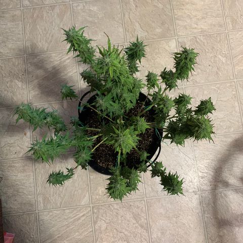Sour diesel auto seedsmans.  growlog photo: Chop chop