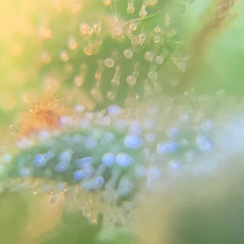 Sour diesel auto seedsmans.  growlog photo: Chop chop