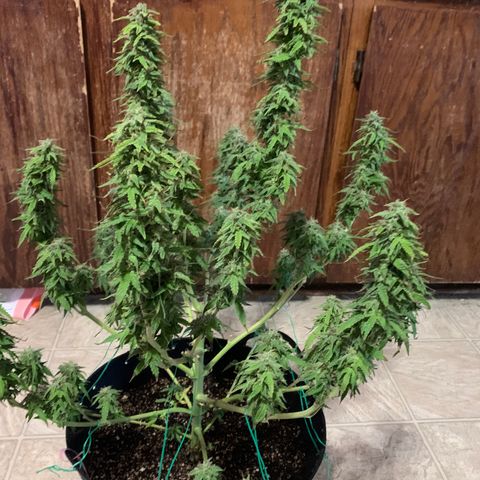 Sour diesel auto seedsmans.  growlog photo: Chop chop