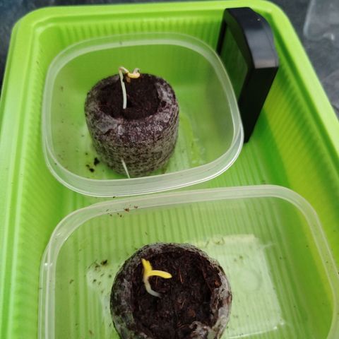 Ernie und Bert growlog photo