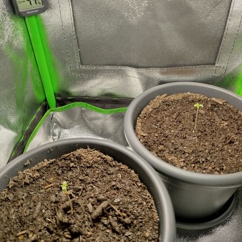 Ernie und Bert growlog photo