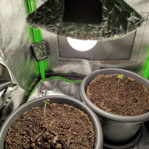 Ernie und Bert growlog photo