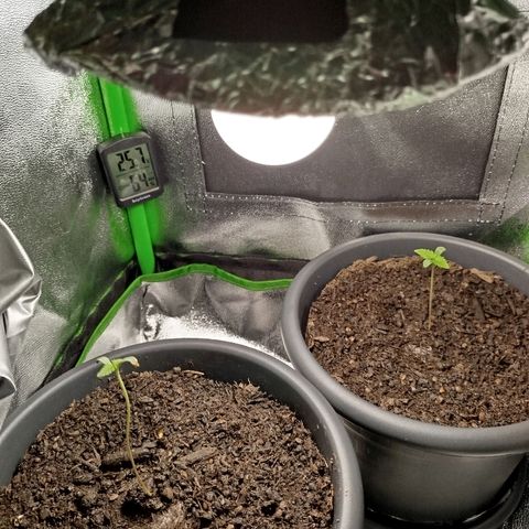 Ernie und Bert growlog photo