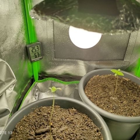 Ernie und Bert growlog photo