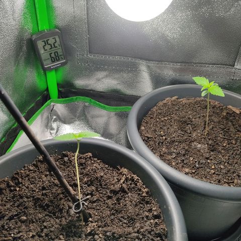 Ernie und Bert growlog timeline photo