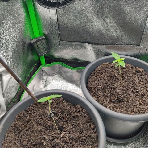 Ernie und Bert growlog timeline photo
