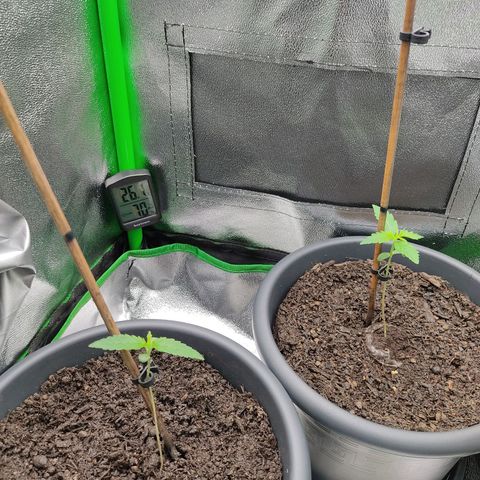 Ernie und Bert growlog timeline photo