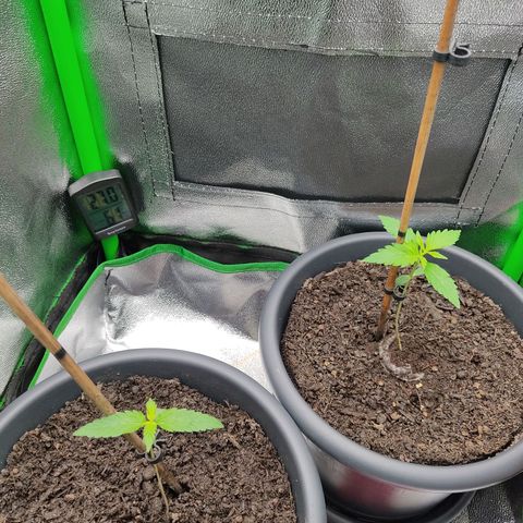 Ernie und Bert growlog timeline photo
