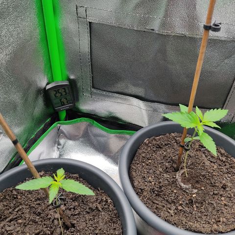 Ernie und Bert growlog timeline photo