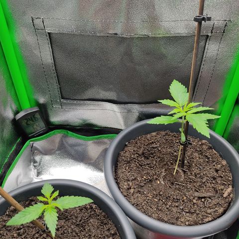 Ernie und Bert growlog timeline photo